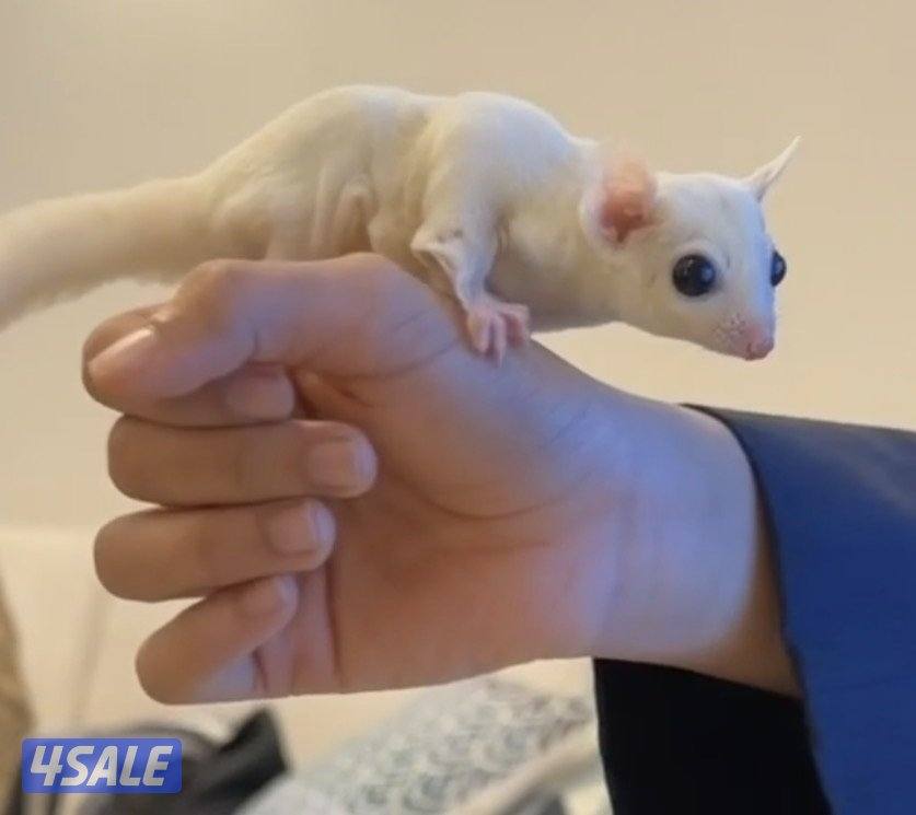 بيعه سريعه شوقر قلايدر  ربوه   شي فاخر2