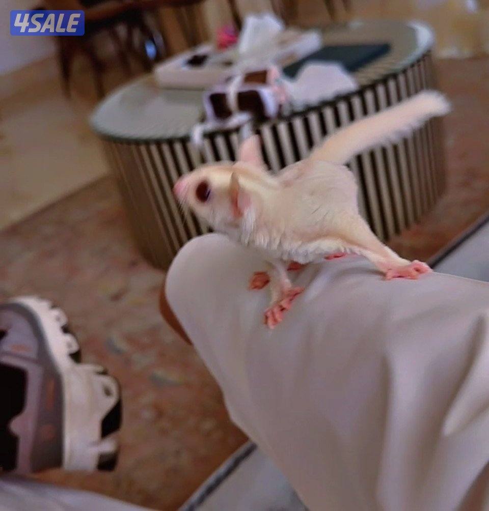 بيعه سريعه شوقر قلايدر  ربوه   شي فاخر3