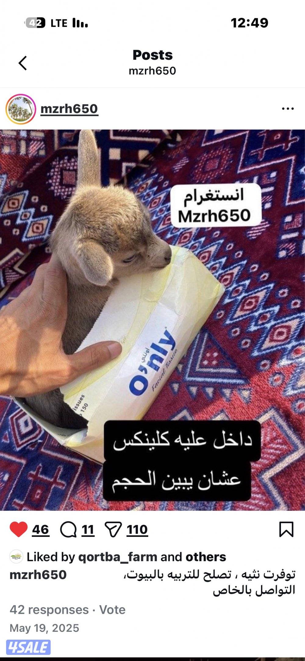 الماعز القزم9