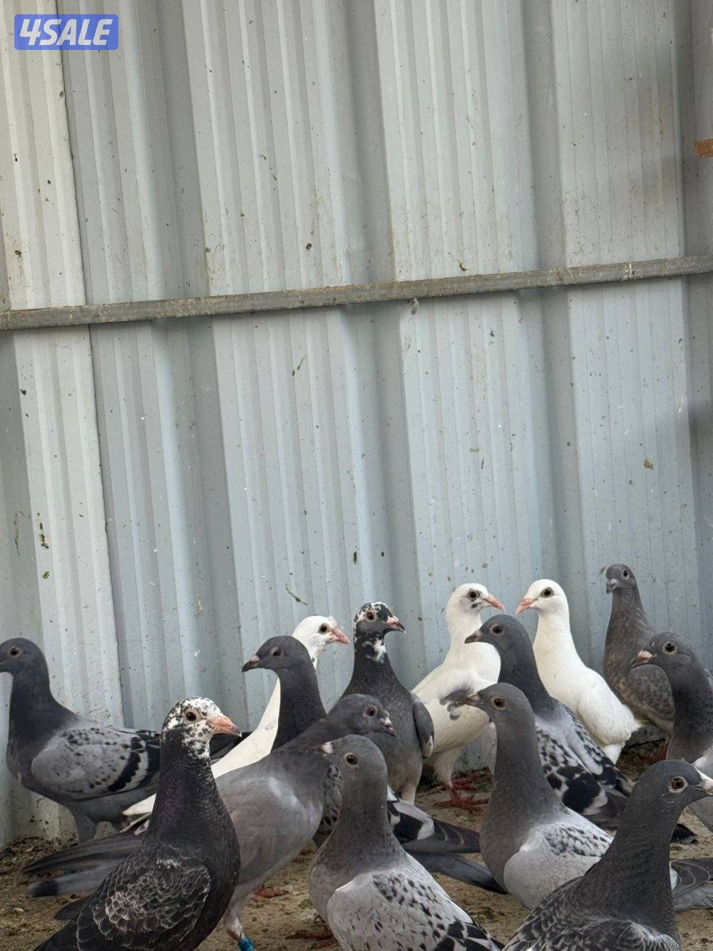 طبات زاجل سباق0