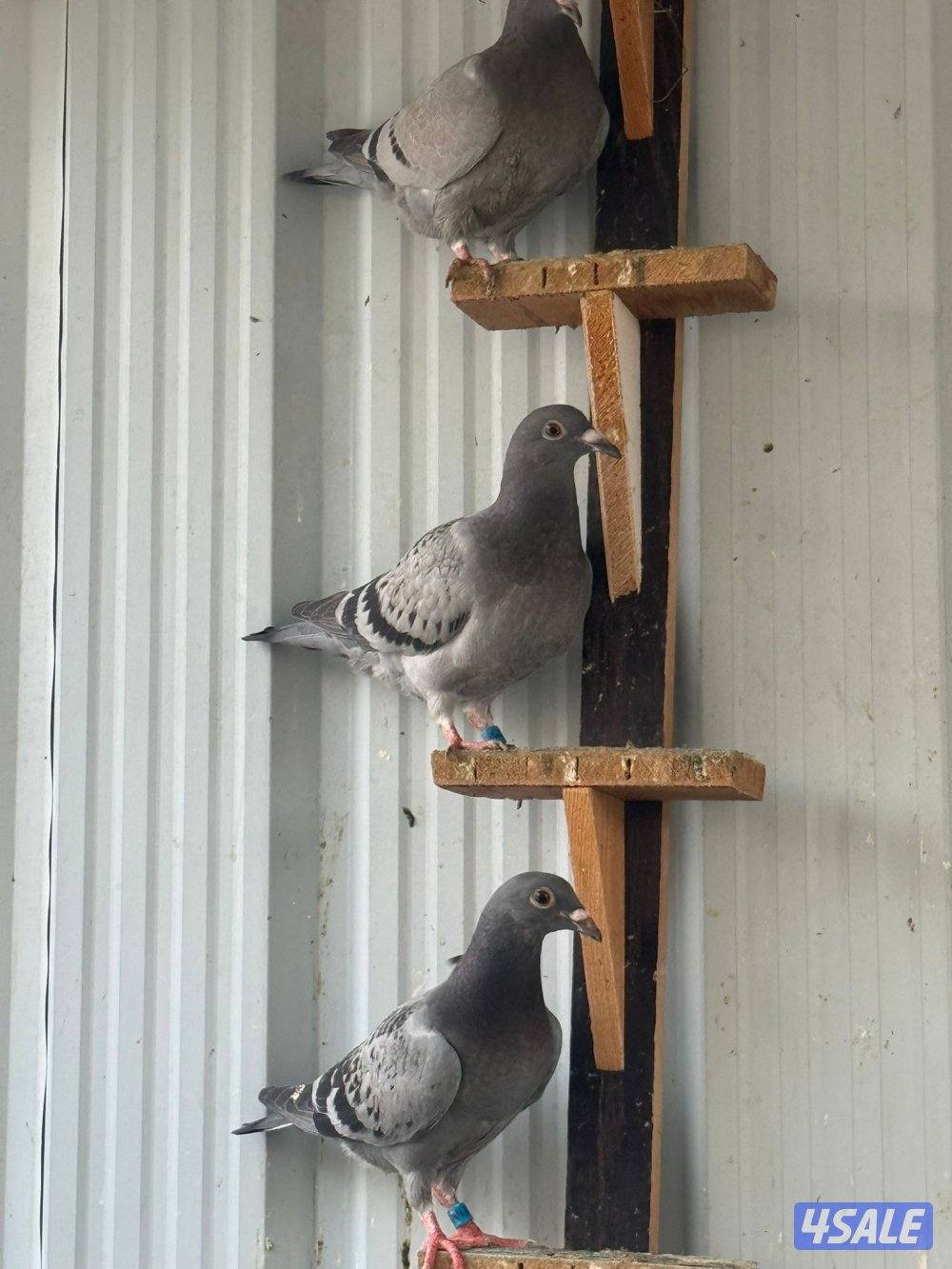 طبات زاجل سباق1