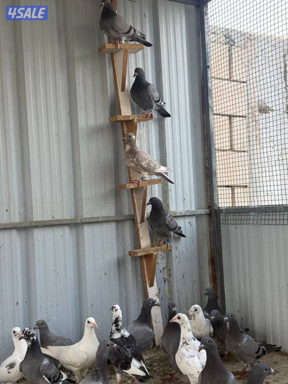 طبات زاجل سباق2