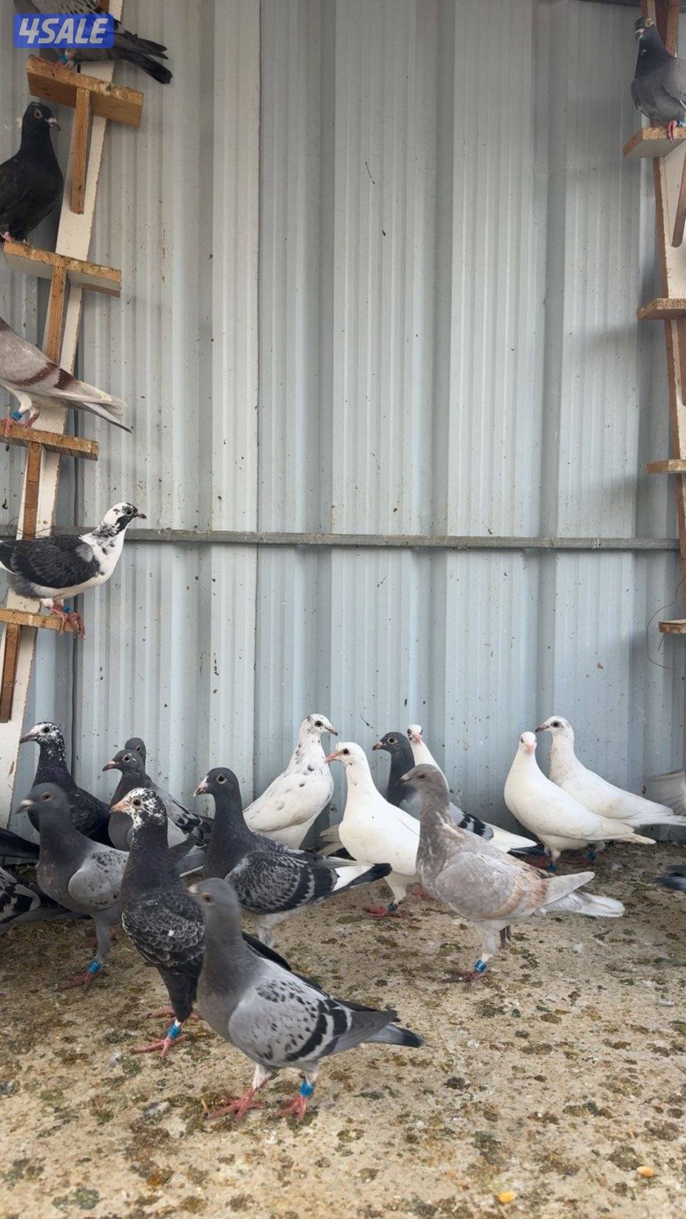 طبات زاجل سباق3