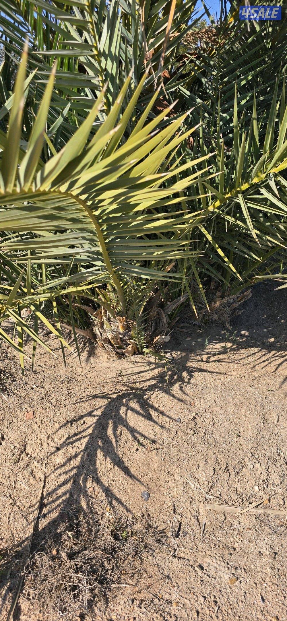 للبيع فروخ نخل اخلاص ونبتة سيف0