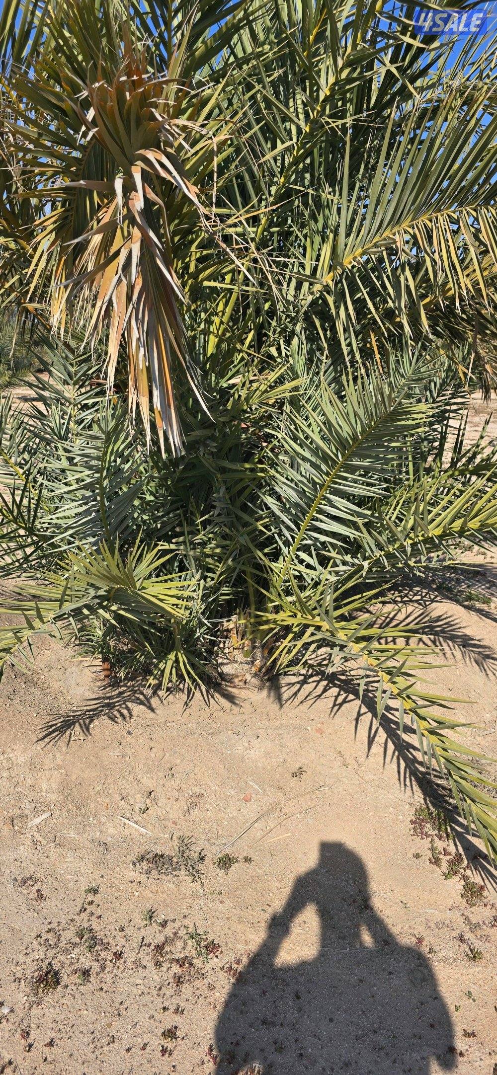 للبيع فروخ نخل اخلاص ونبتة سيف1