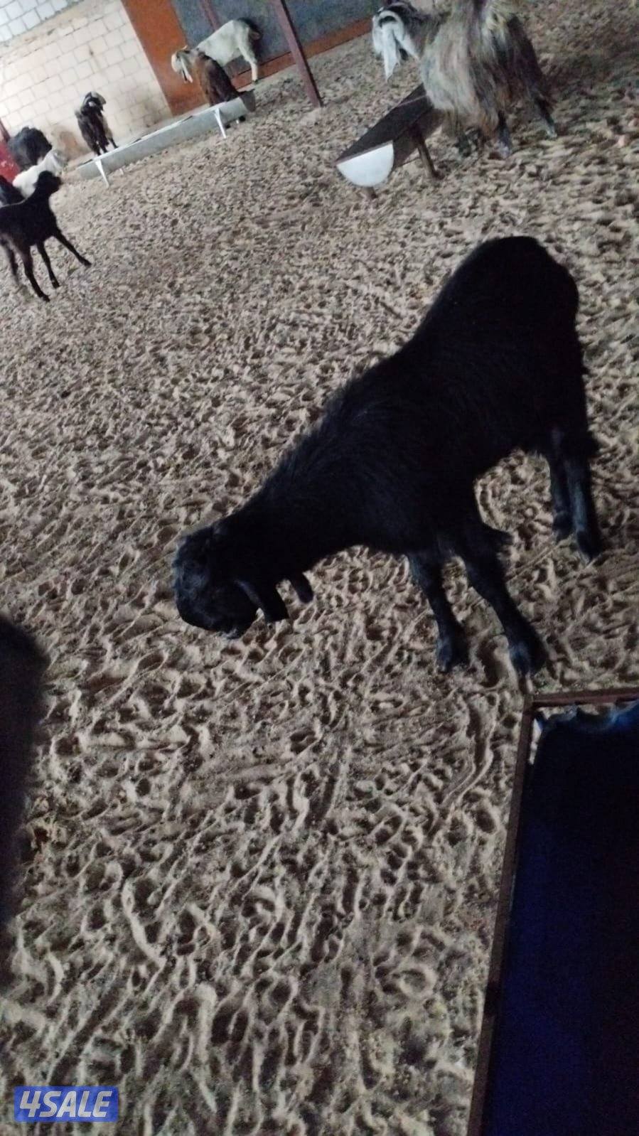 مطلوب معزا شامي بسعر معقول ومقبول0