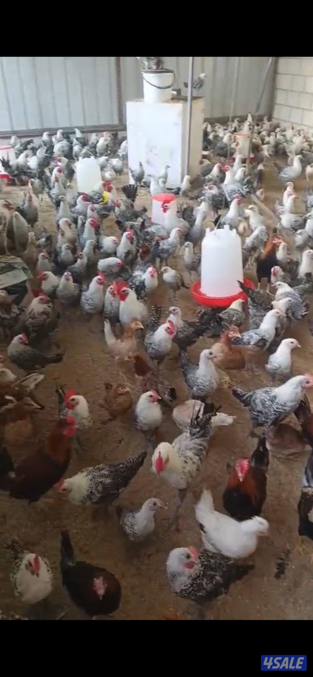 فروخ فيومي من شهرين الى ٤ شهور مطعمين وبصحه ممتازه0