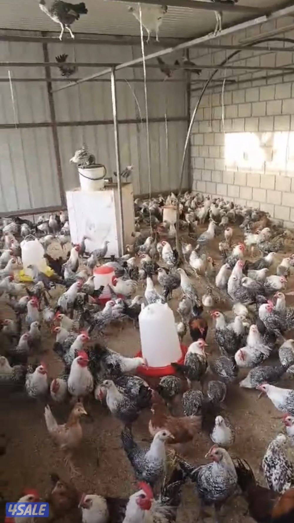 فروخ فيومي من شهرين الى ٤ شهور مطعمين وبصحه ممتازه1