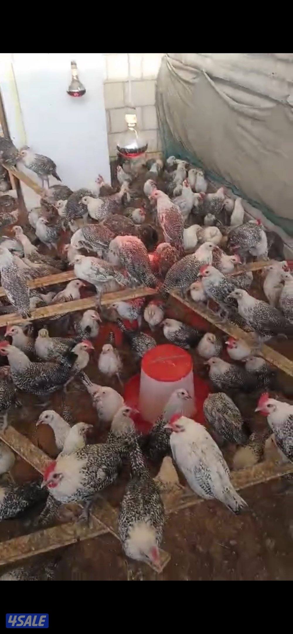 فروخ فيومي من شهرين الى ٤ شهور مطعمين وبصحه ممتازه2