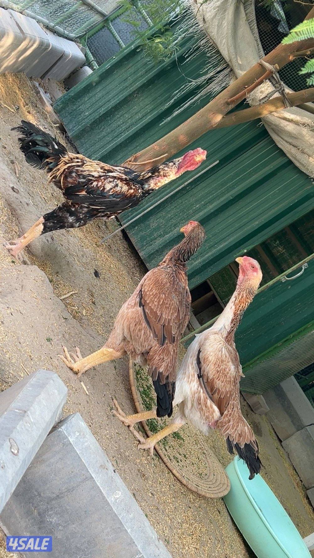 دجاج هندي منتج0