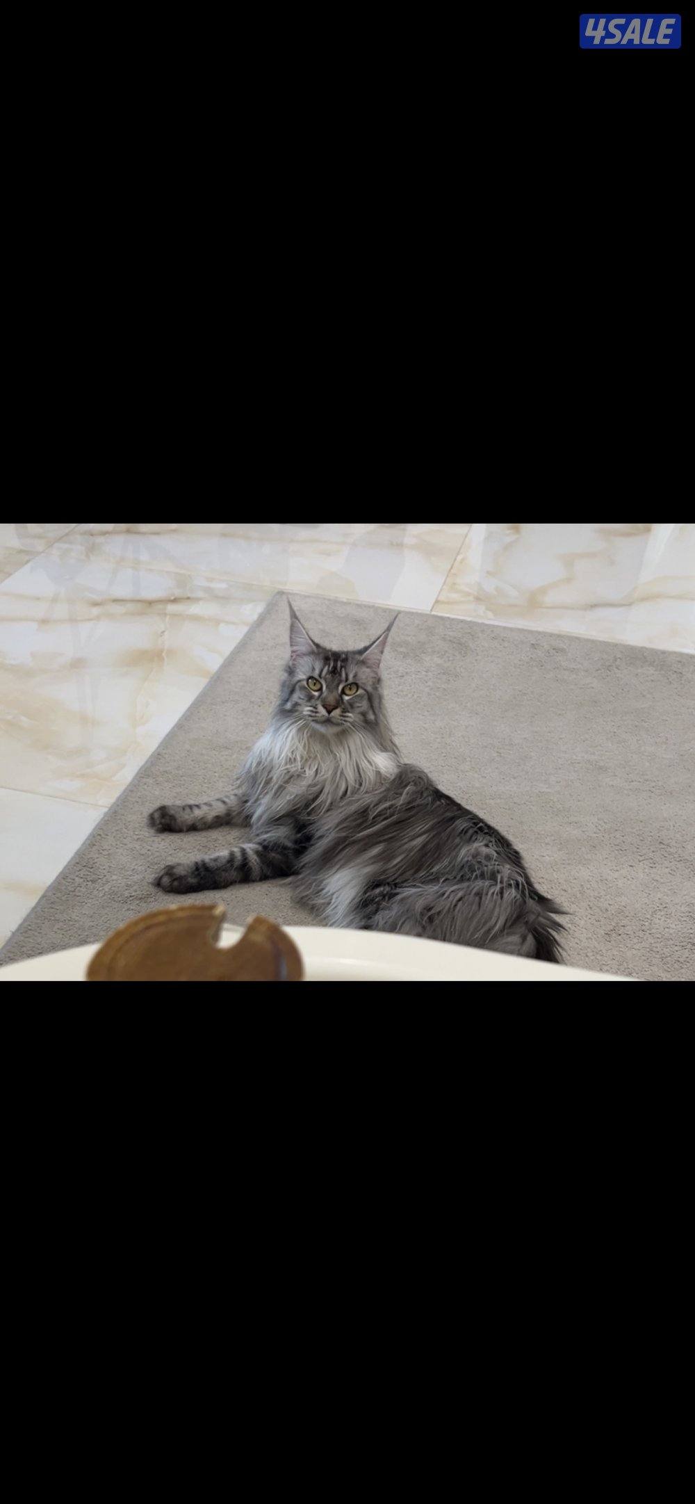 زوج مين كون xxl2