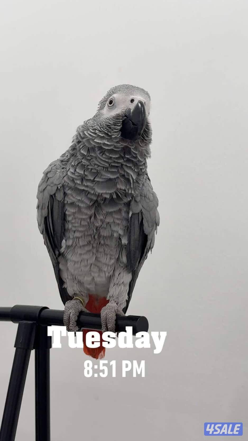 كاسكو أفريقي( ضايع) في العقيلة قطعة أربعة1