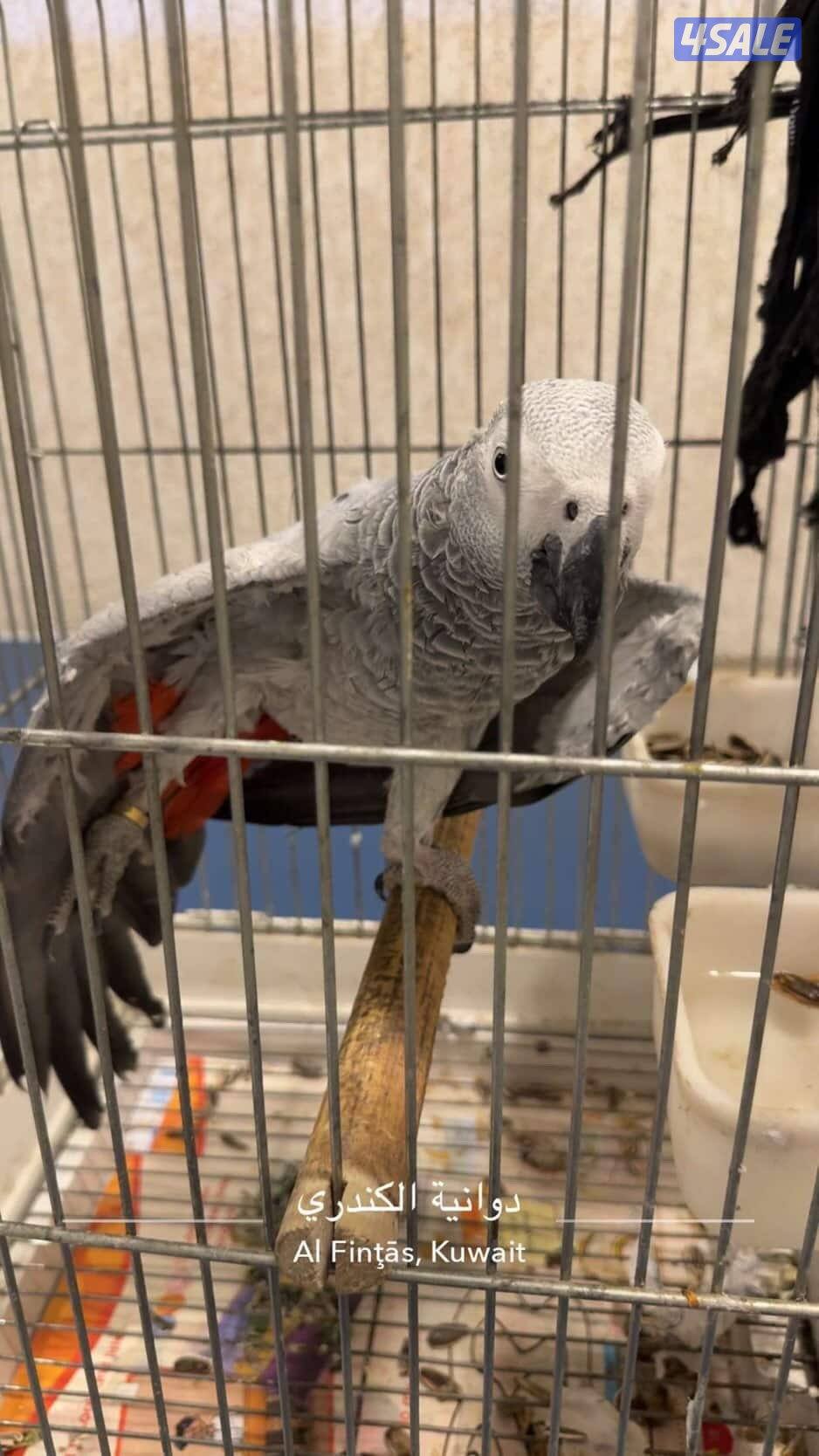 كاسكو أفريقي( ضايع) في العقيلة قطعة أربعة2