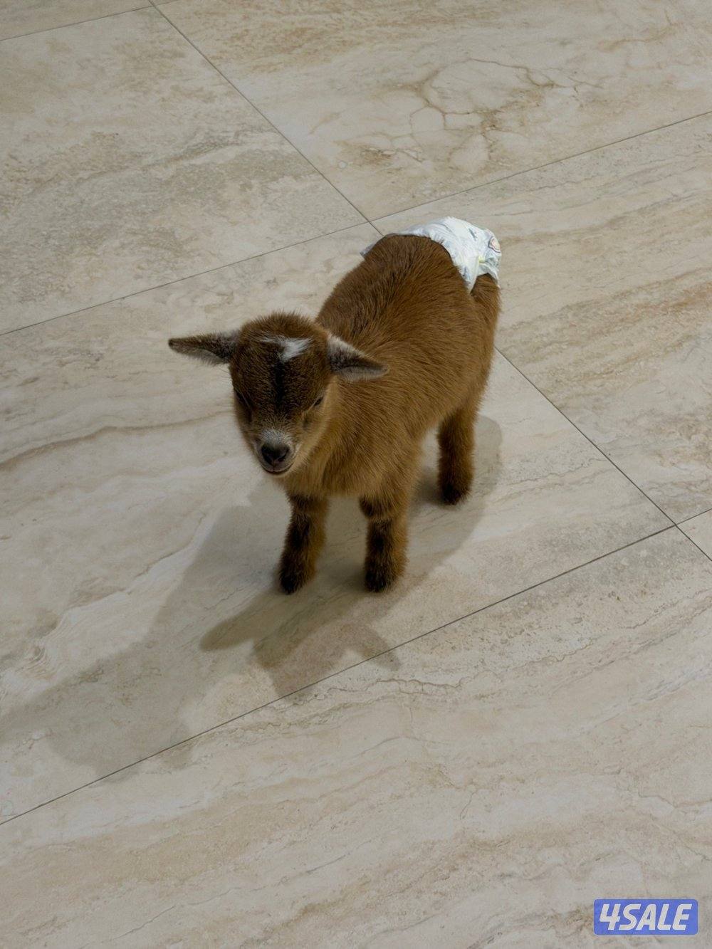 للبيع جفرة صغيرة0