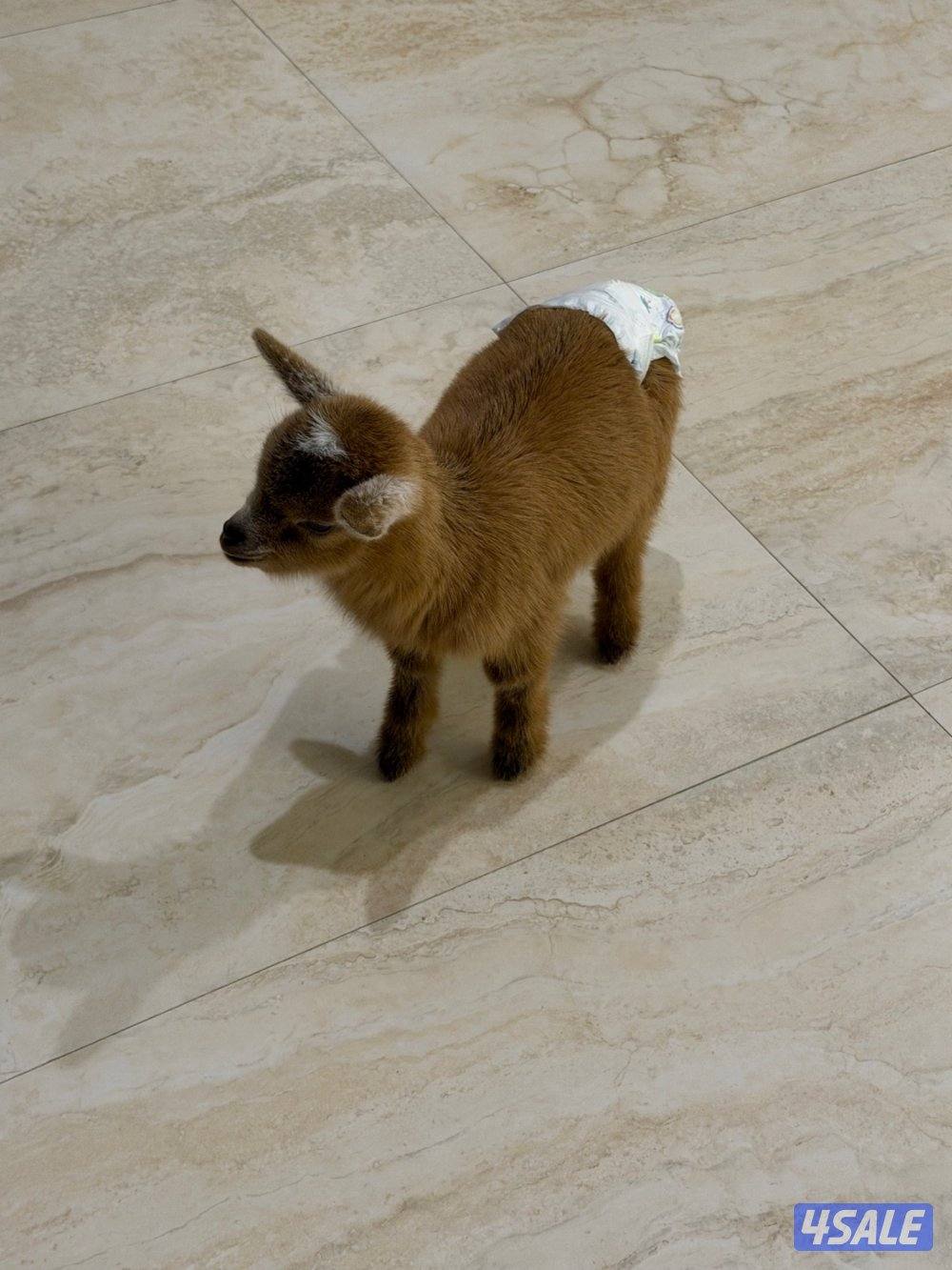 للبيع جفرة صغيرة1