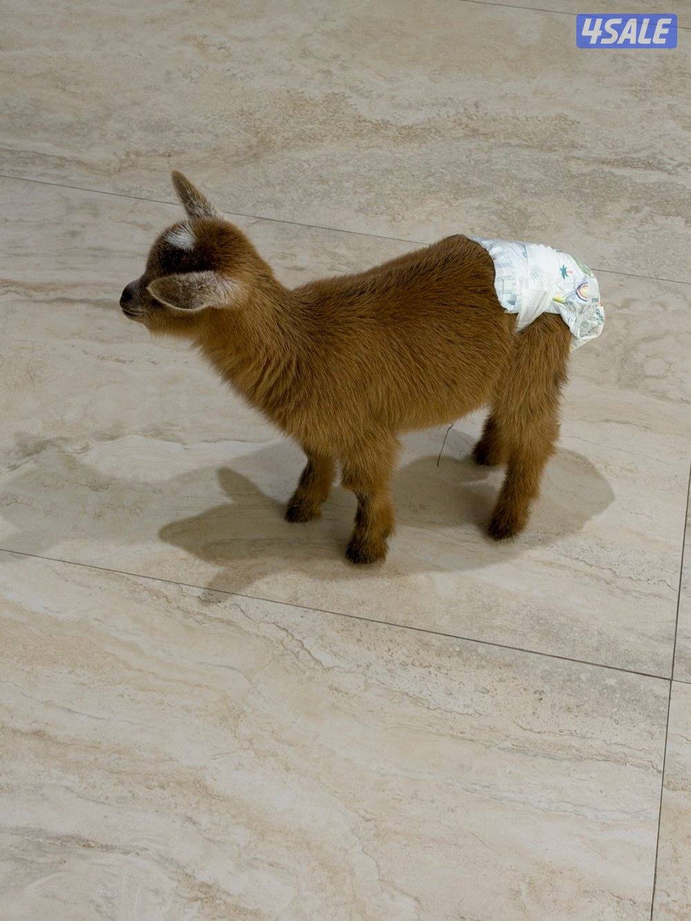 للبيع جفرة صغيرة2