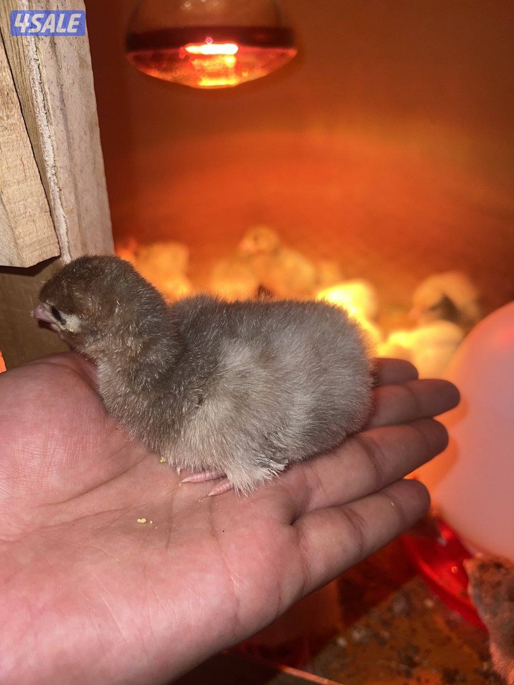 للبيع فروخ رومي العمر من سبوع الي 10 ايام3