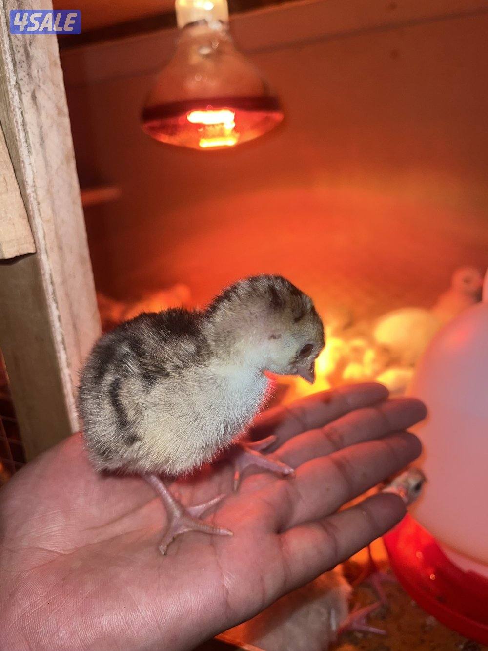 للبيع فروخ رومي العمر من سبوع الي 10 ايام1