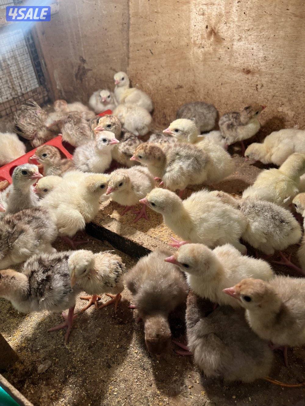 للبيع فروخ رومي العمر من سبوع الي 10 ايام2