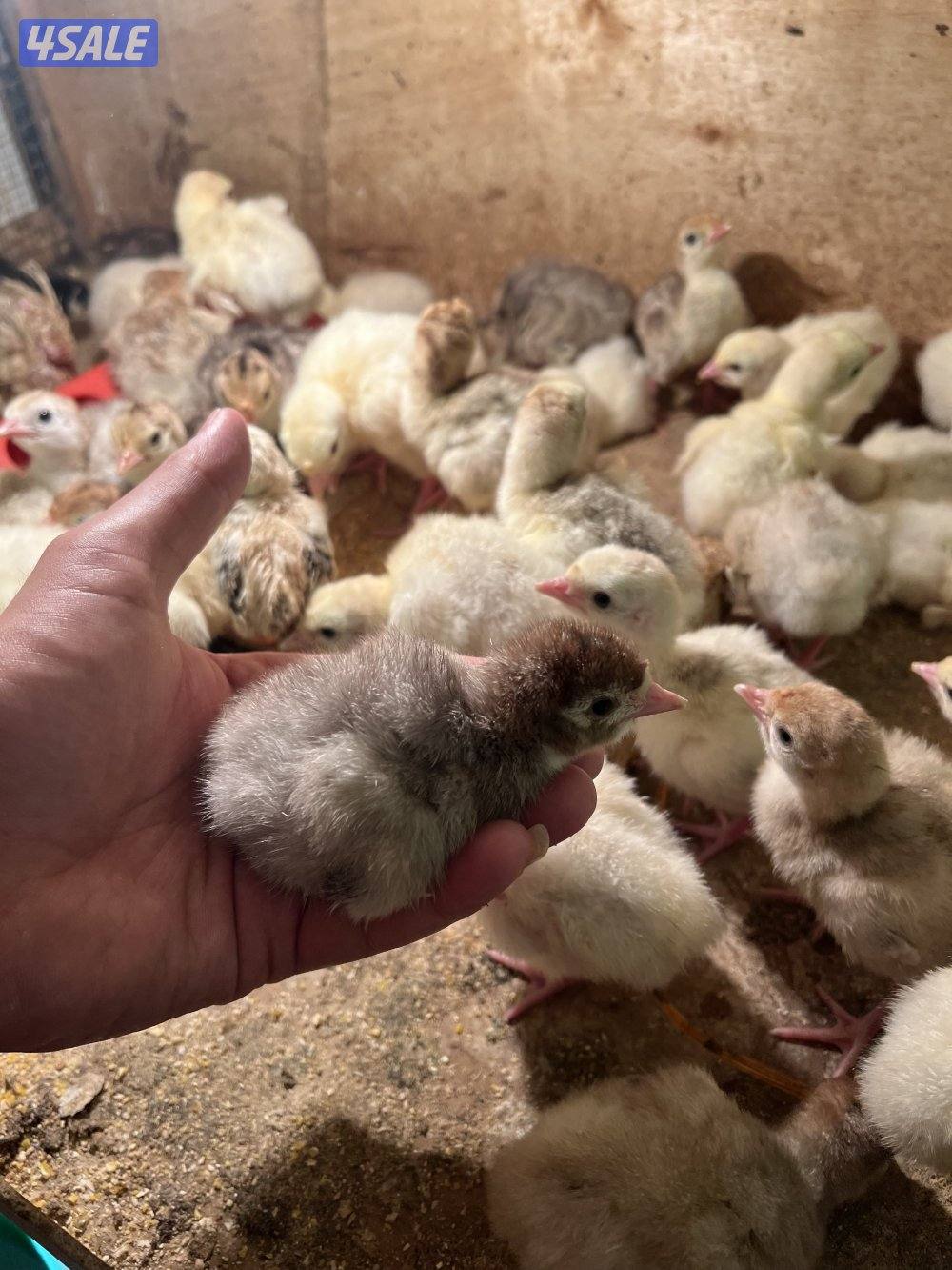 للبيع فروخ رومي العمر من سبوع الي 10 ايام0