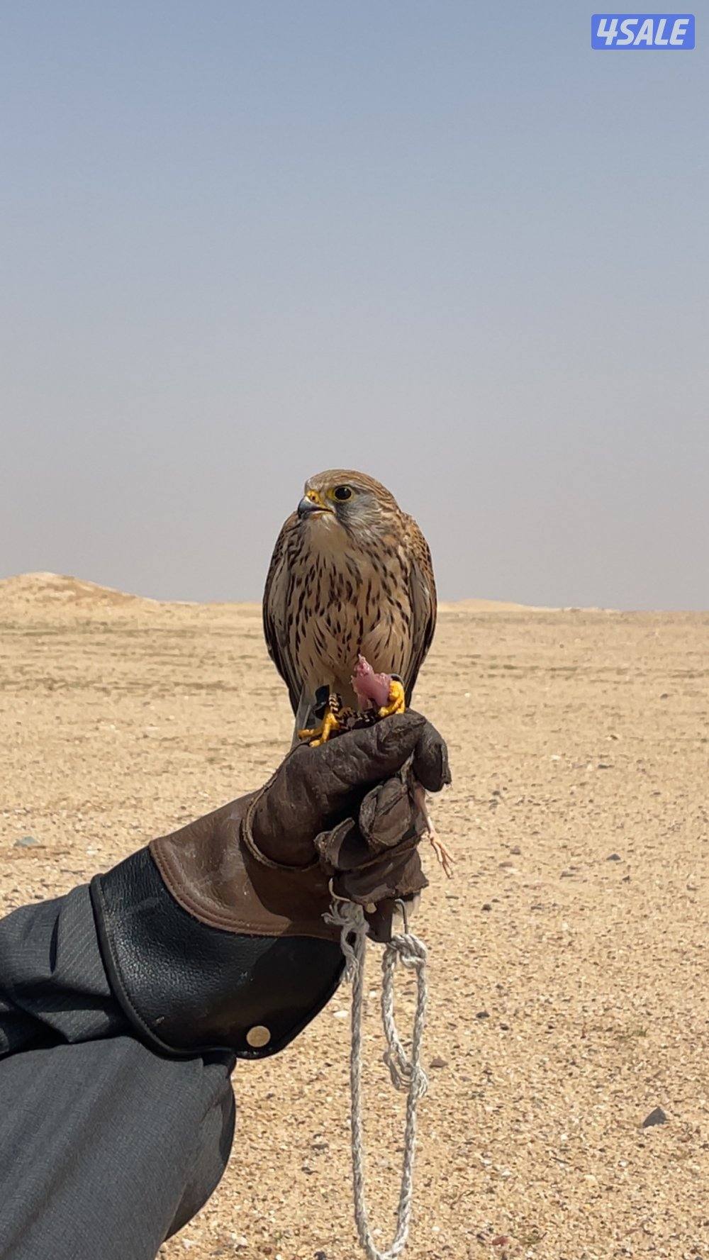 حميمييجج للبيع احجام طيبه0