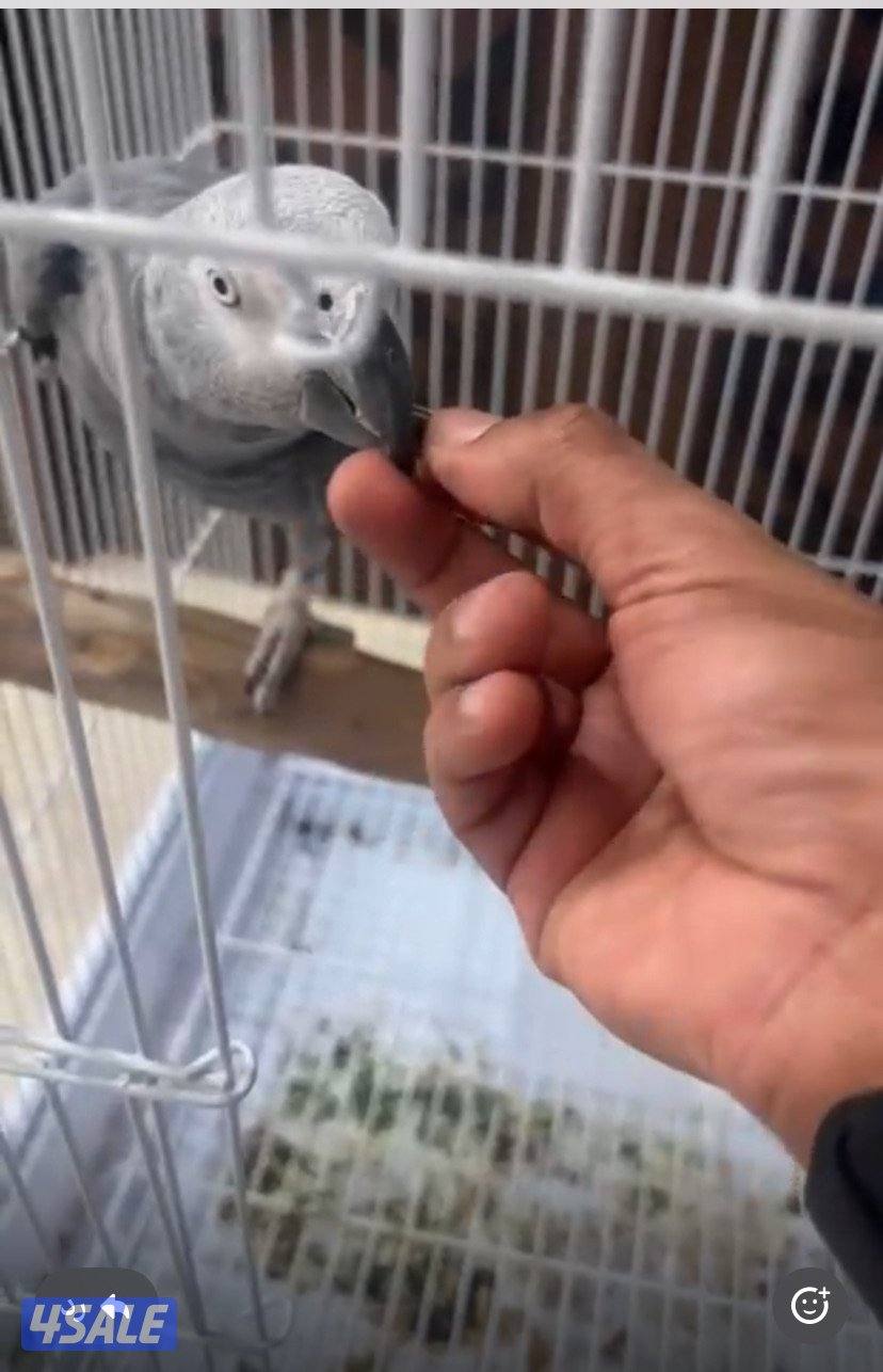 للبيع كاسكو هولندي0