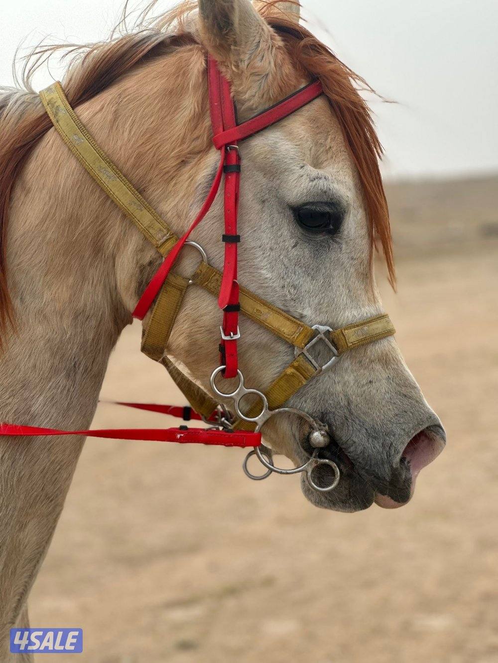 للبيع حصان مصري بيعه سريعه1