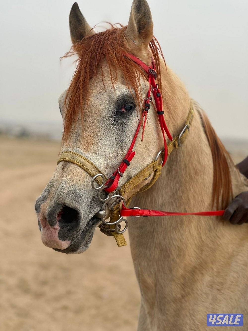 للبيع حصان مصري بيعه سريعه0