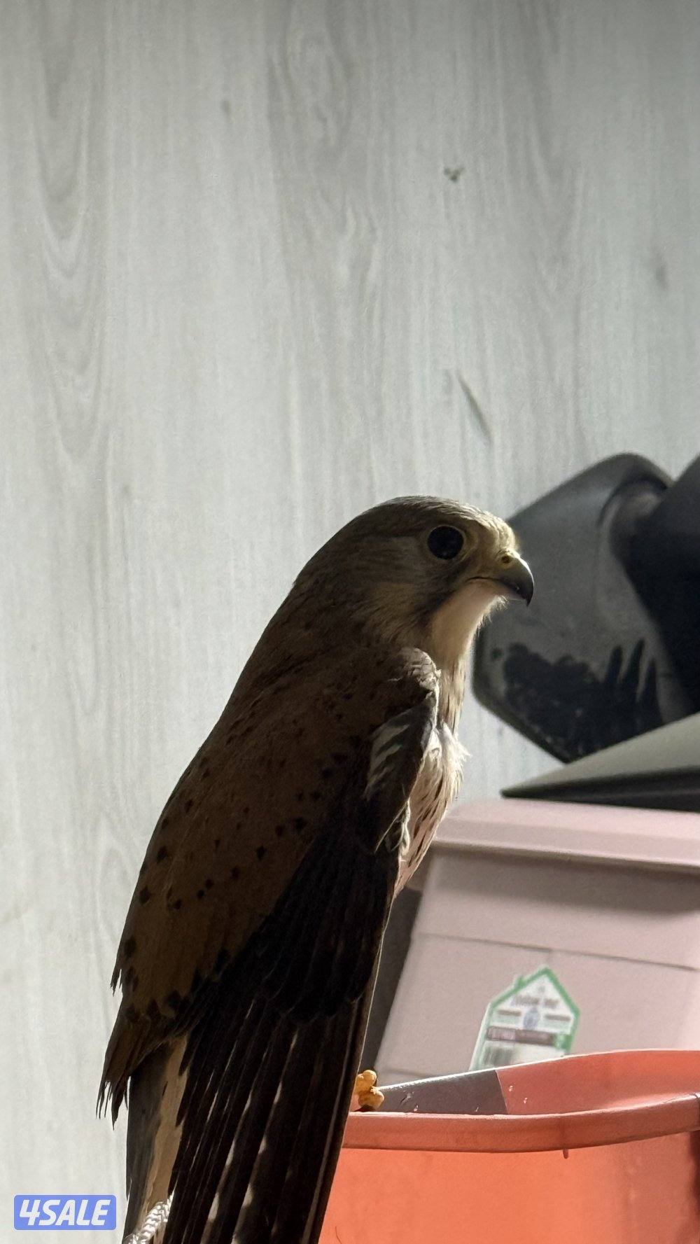 بواشـق طـرح اليـوم0