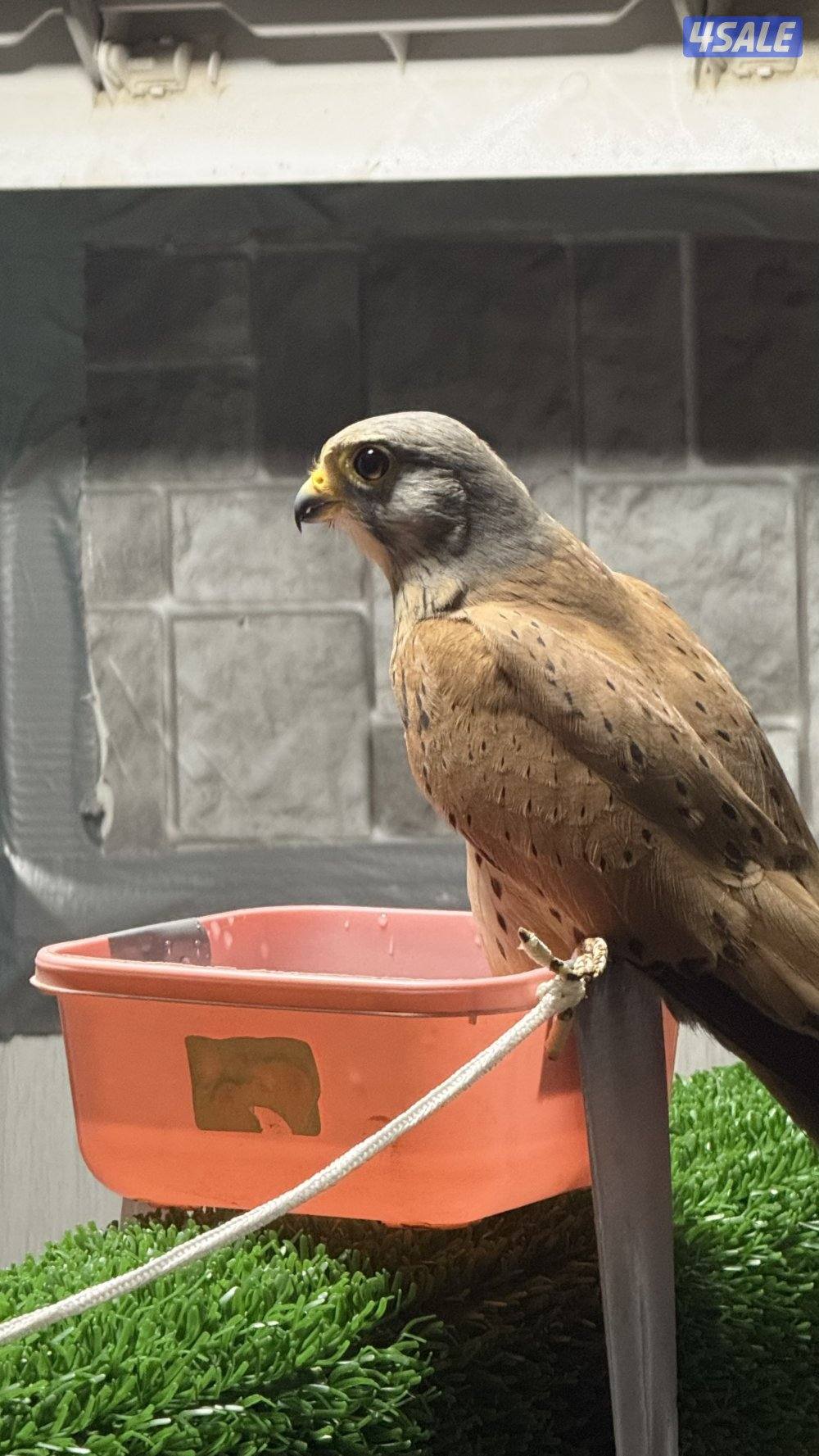 بواشـق طـرح اليـوم1