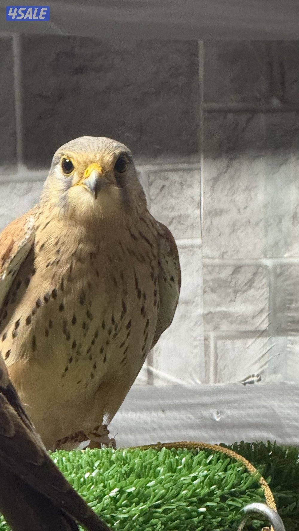 بواشـق طـرح اليـوم2