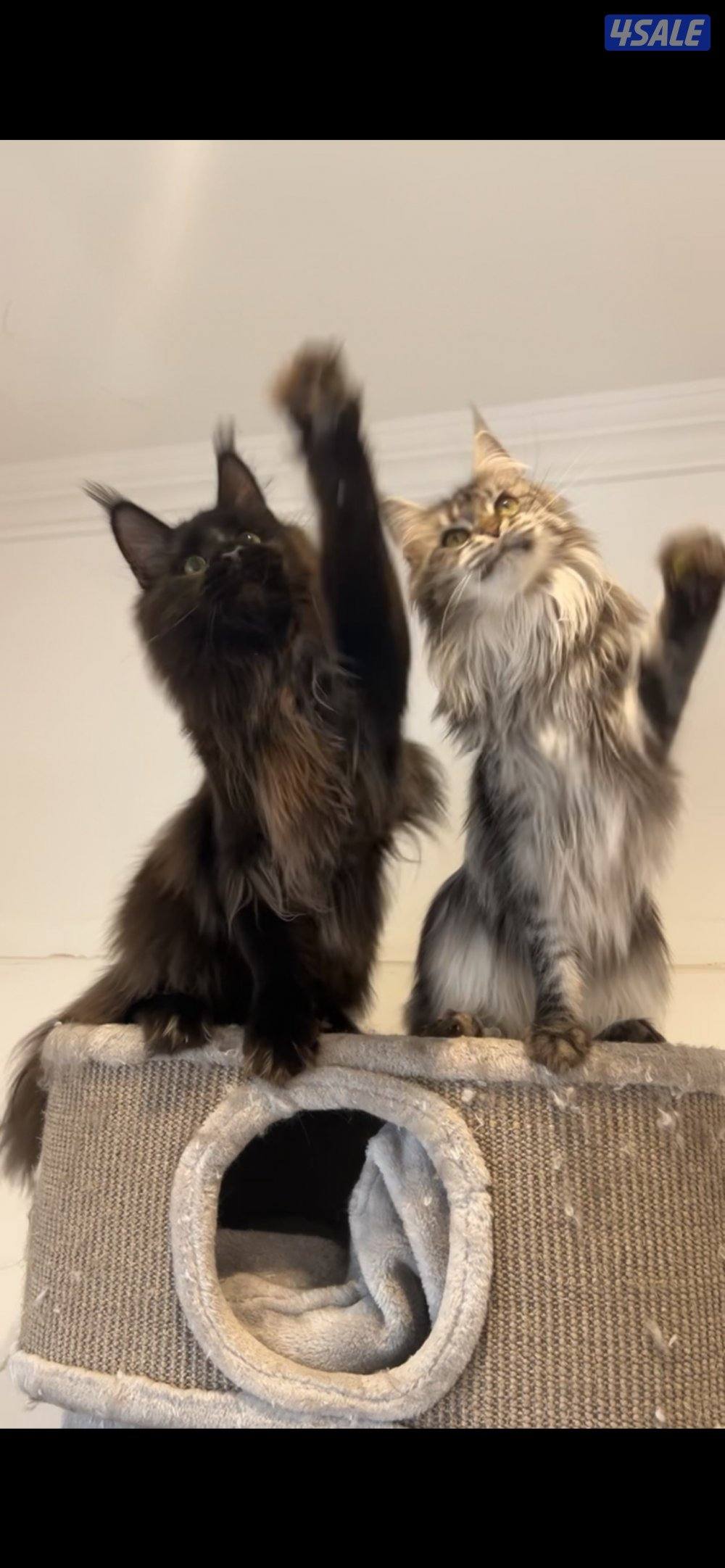 زوج مين كون xxl0