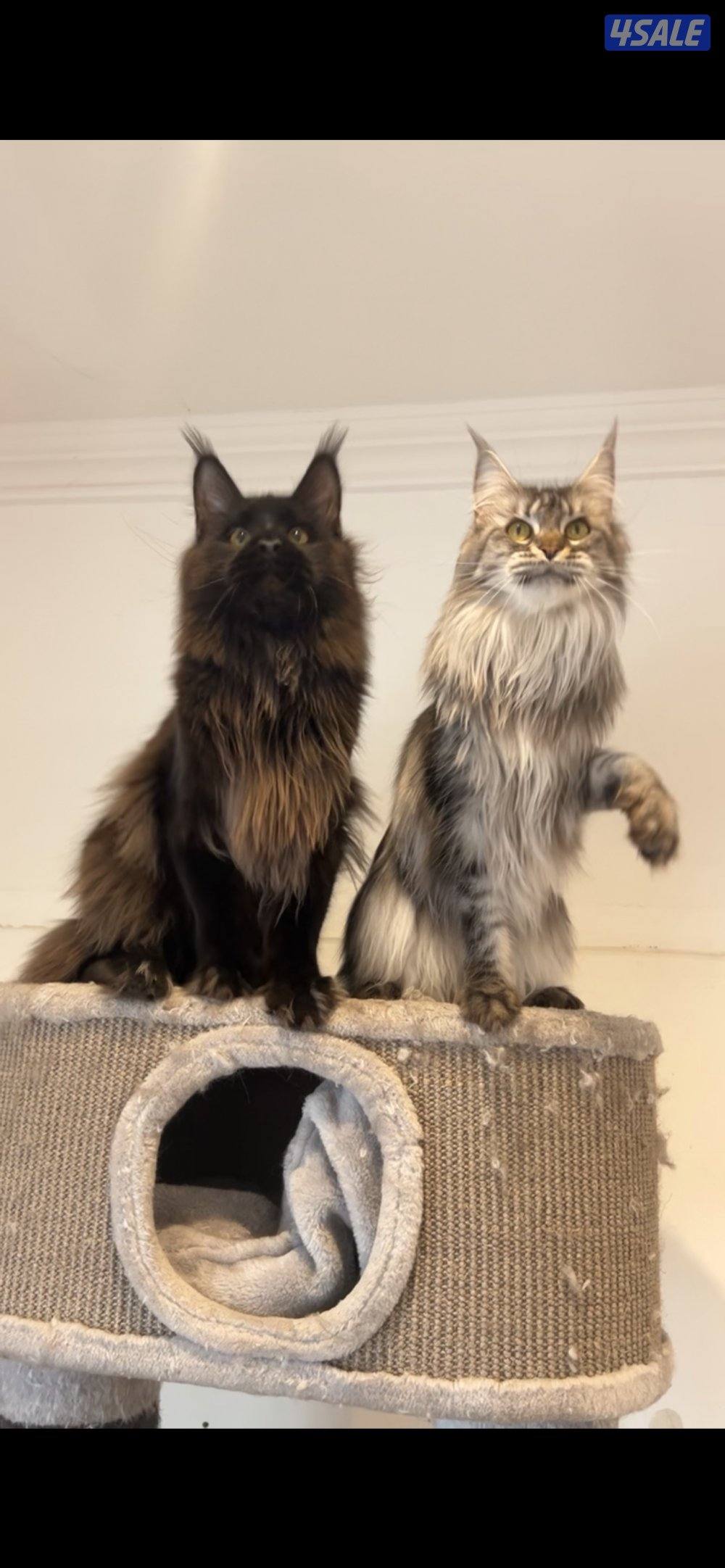 زوج مين كون xxl1