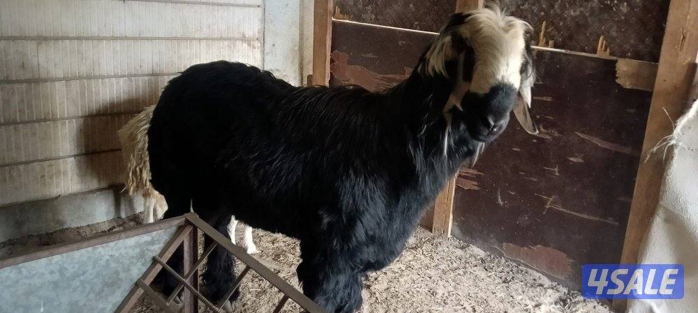 للبيع نجدي خروف0