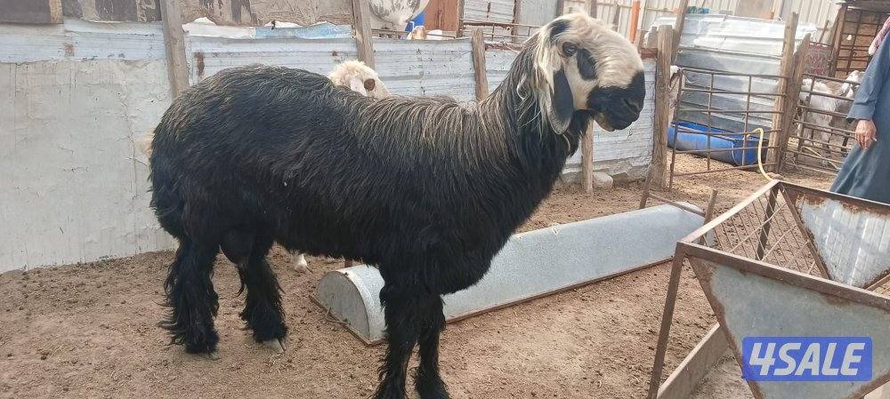 للبيع نجدي خروف1