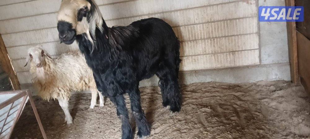 للبيع نجدي خروف2