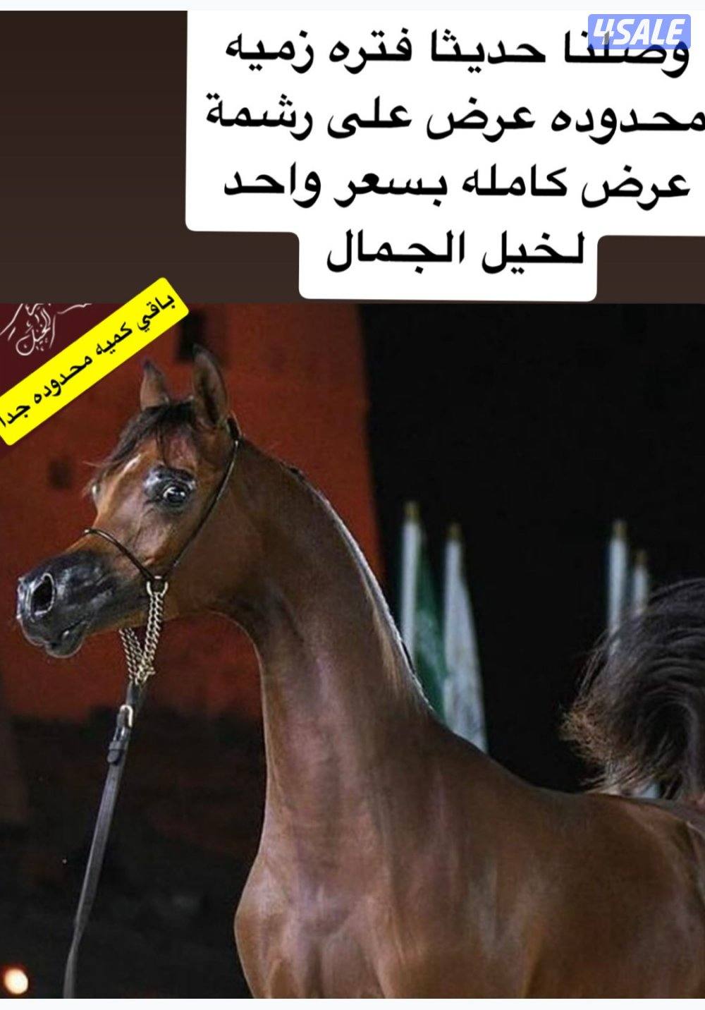 🔥كميه محدوده بيع رشمة عرض🔥3