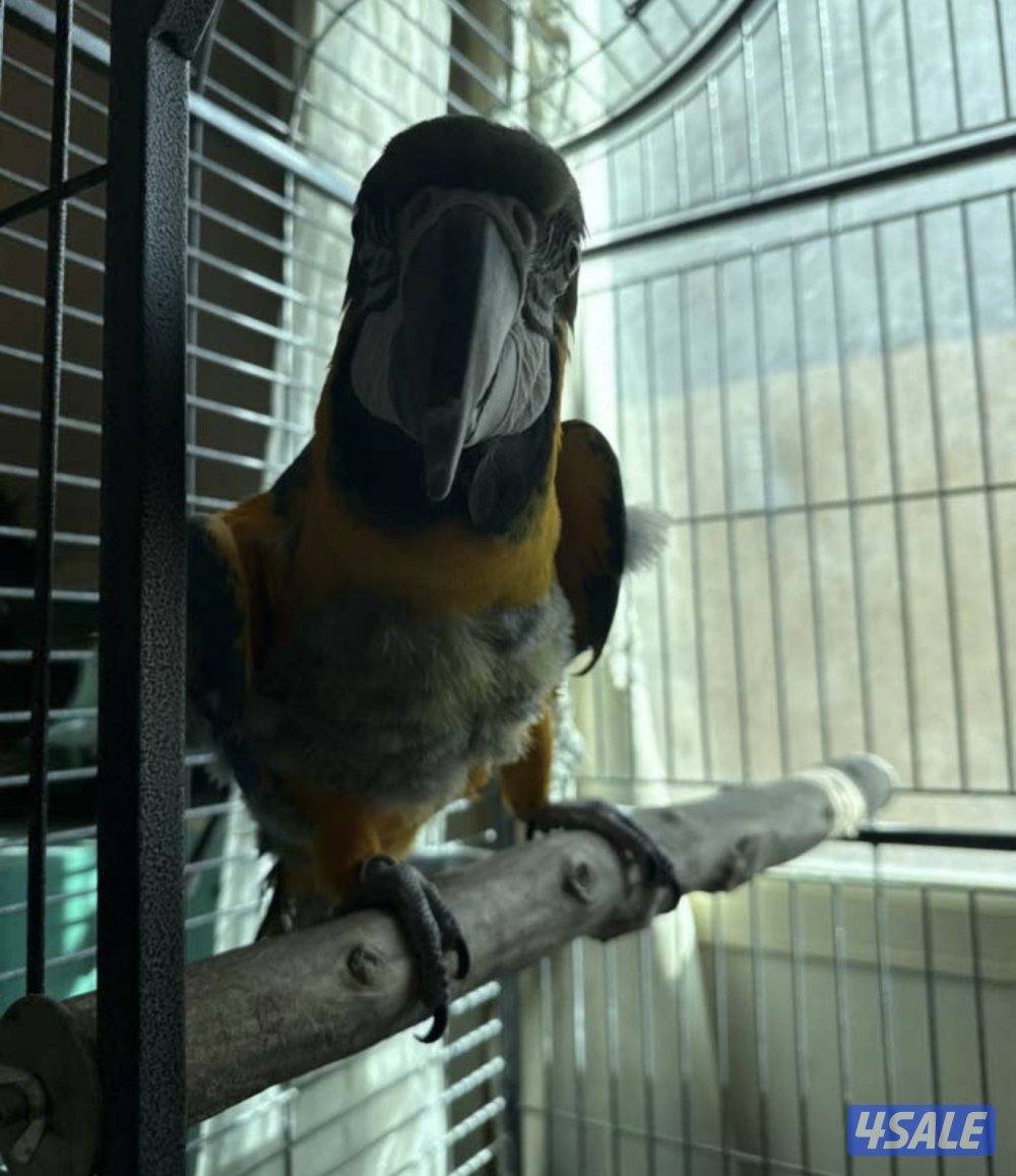 مكاو - بلو اند قولد2