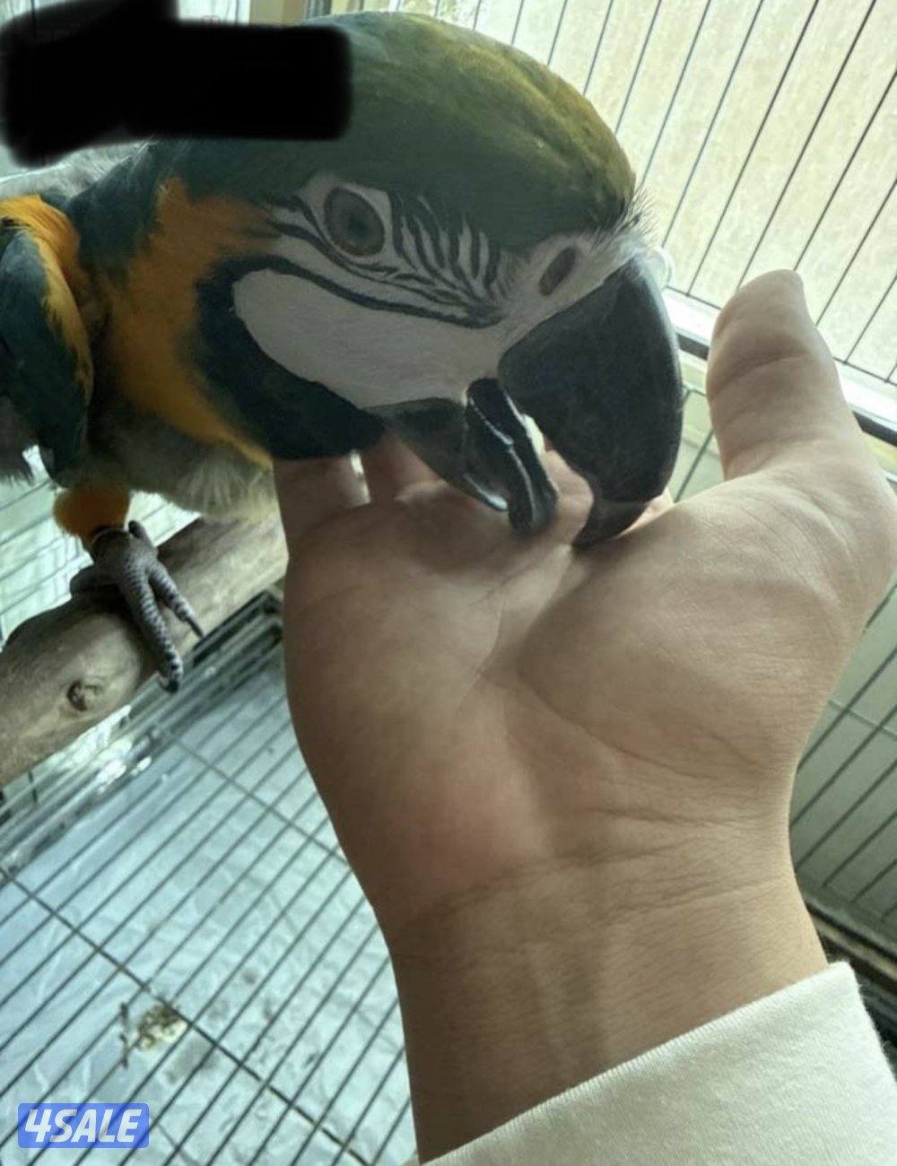 مكاو - بلو اند قولد1