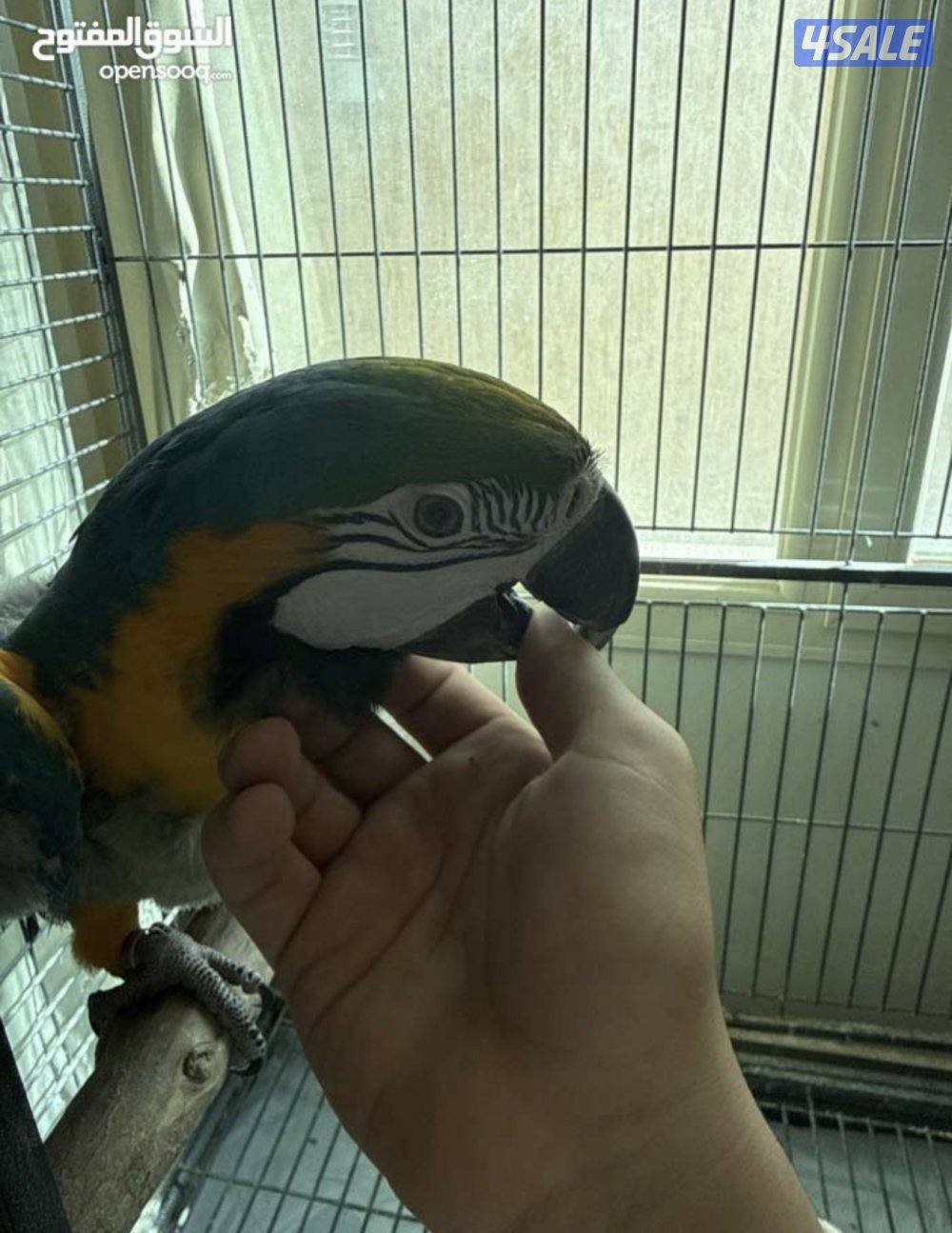 مكاو - بلو اند قولد4