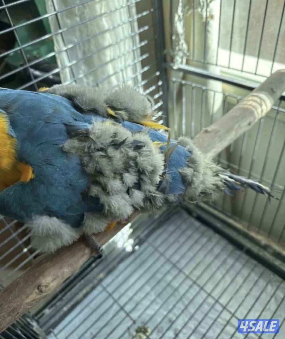 مكاو - بلو اند قولد3