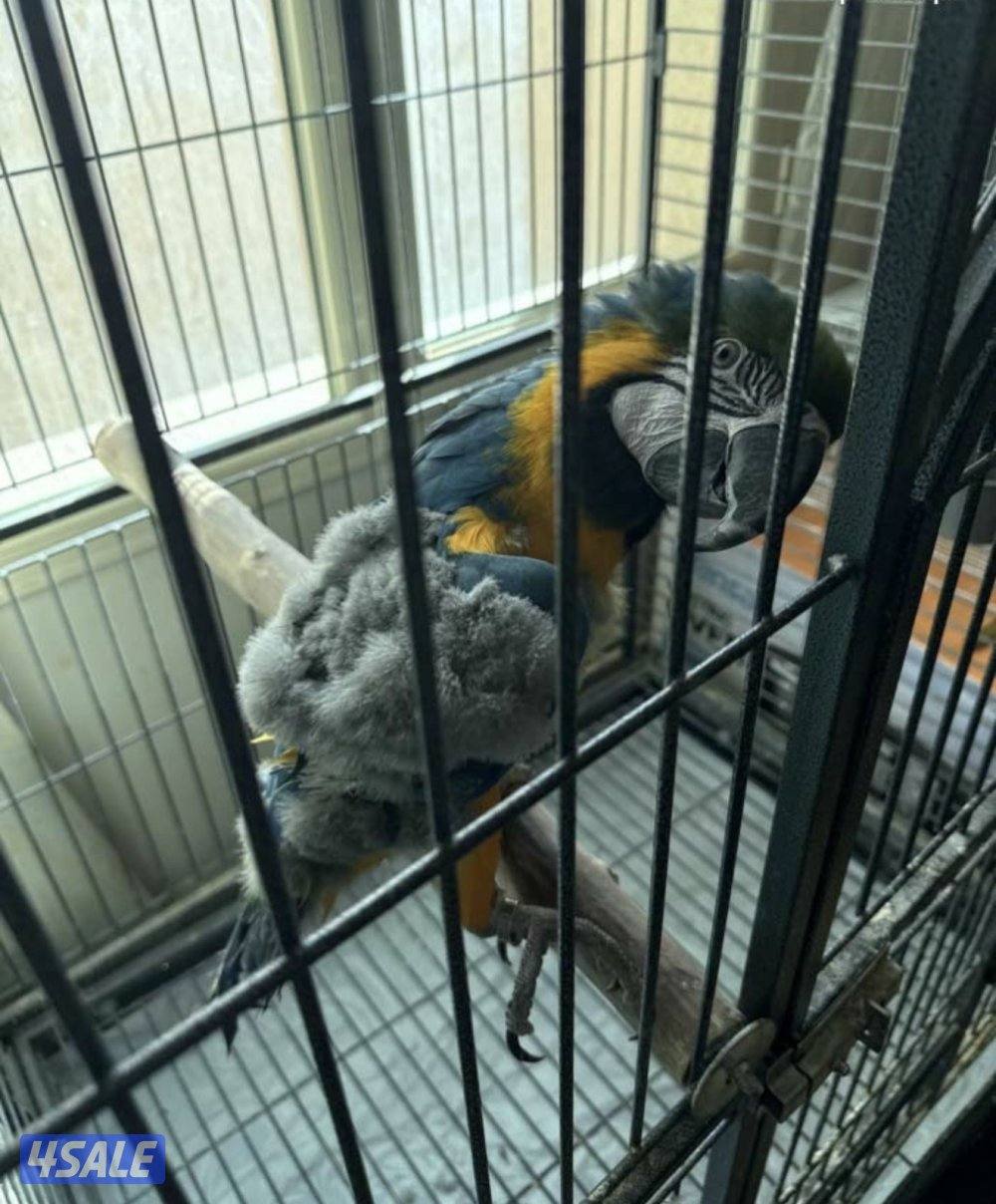 مكاو - بلو اند قولد0