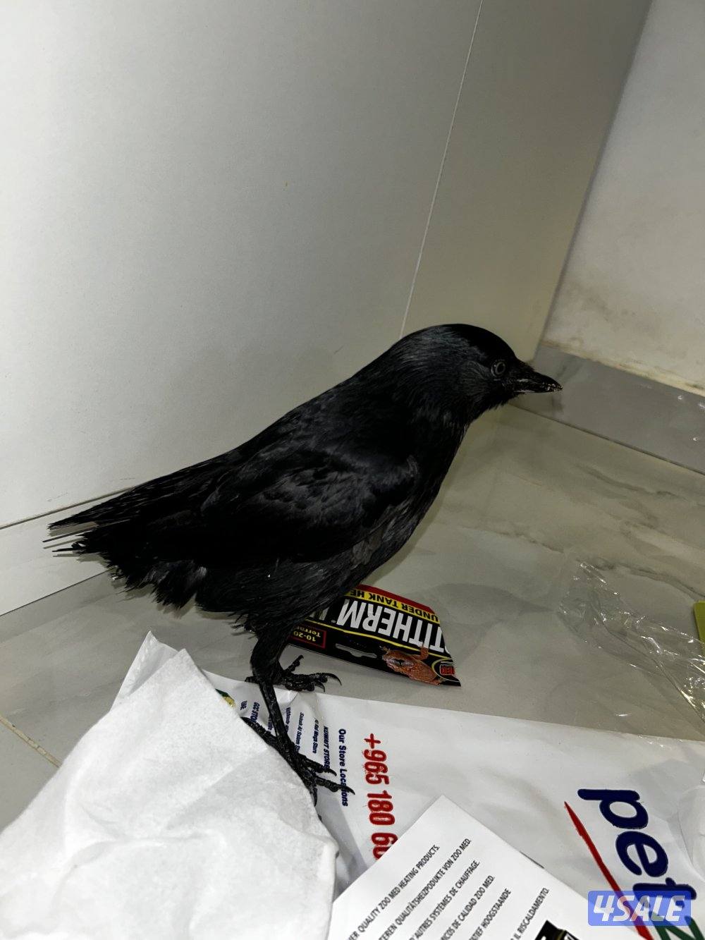 غراب للبيع نشيط وربوه ويوقف على ايدك  نوعه hooded crow  هالنوع نادر0