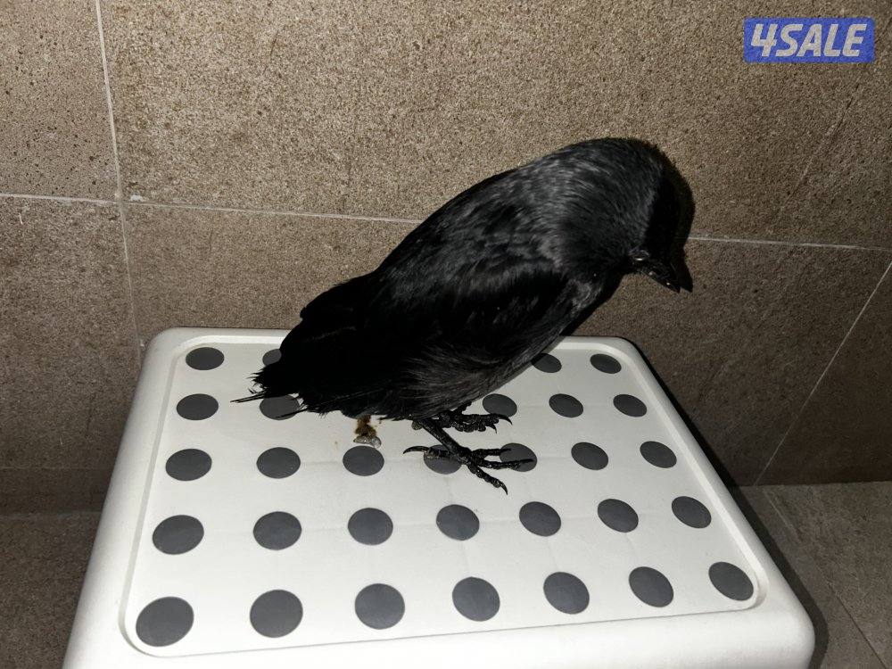 غراب للبيع نشيط وربوه ويوقف على ايدك  نوعه hooded crow  هالنوع نادر1