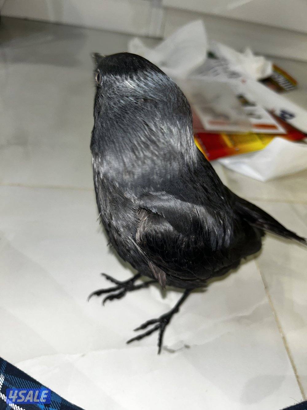 غراب للبيع نشيط وربوه ويوقف على ايدك  نوعه hooded crow  هالنوع نادر2