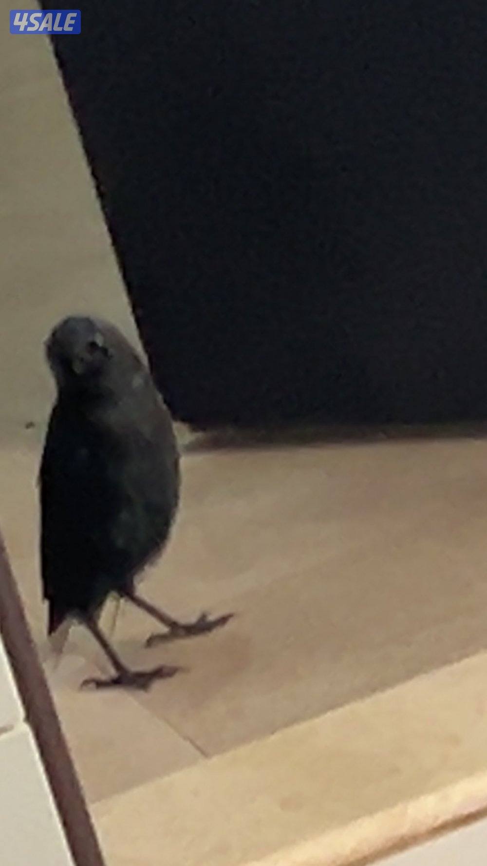 غراب للبيع نشيط وربوه ويوقف على ايدك  نوعه hooded crow  هالنوع نادر3