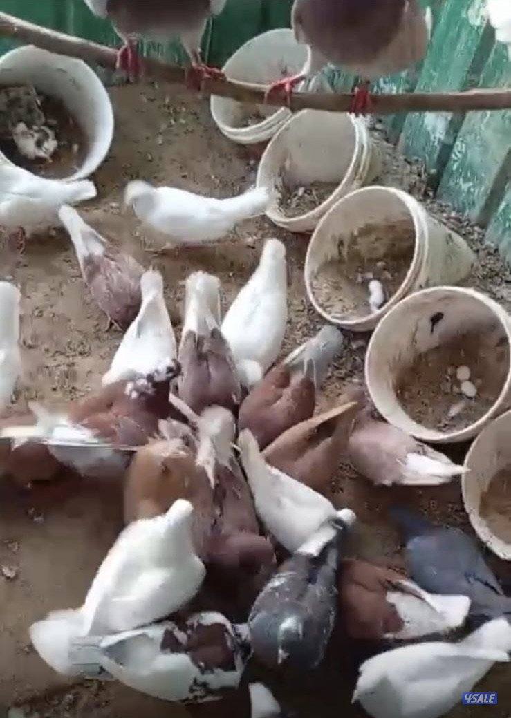 للبيع حمام زاجل بلجيكي وحمام حناوي وتراكيب0