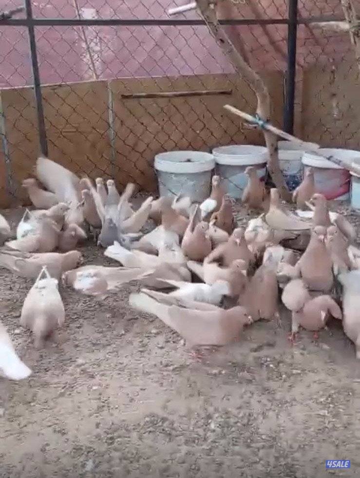 للبيع حمام زاجل بلجيكي وحمام حناوي وتراكيب1