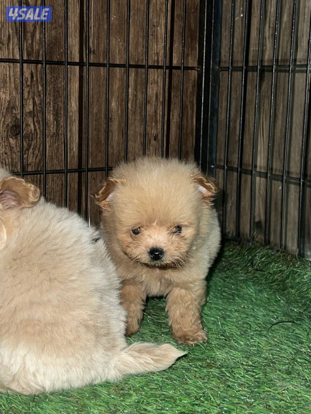 هاي كوالتي تي كب1