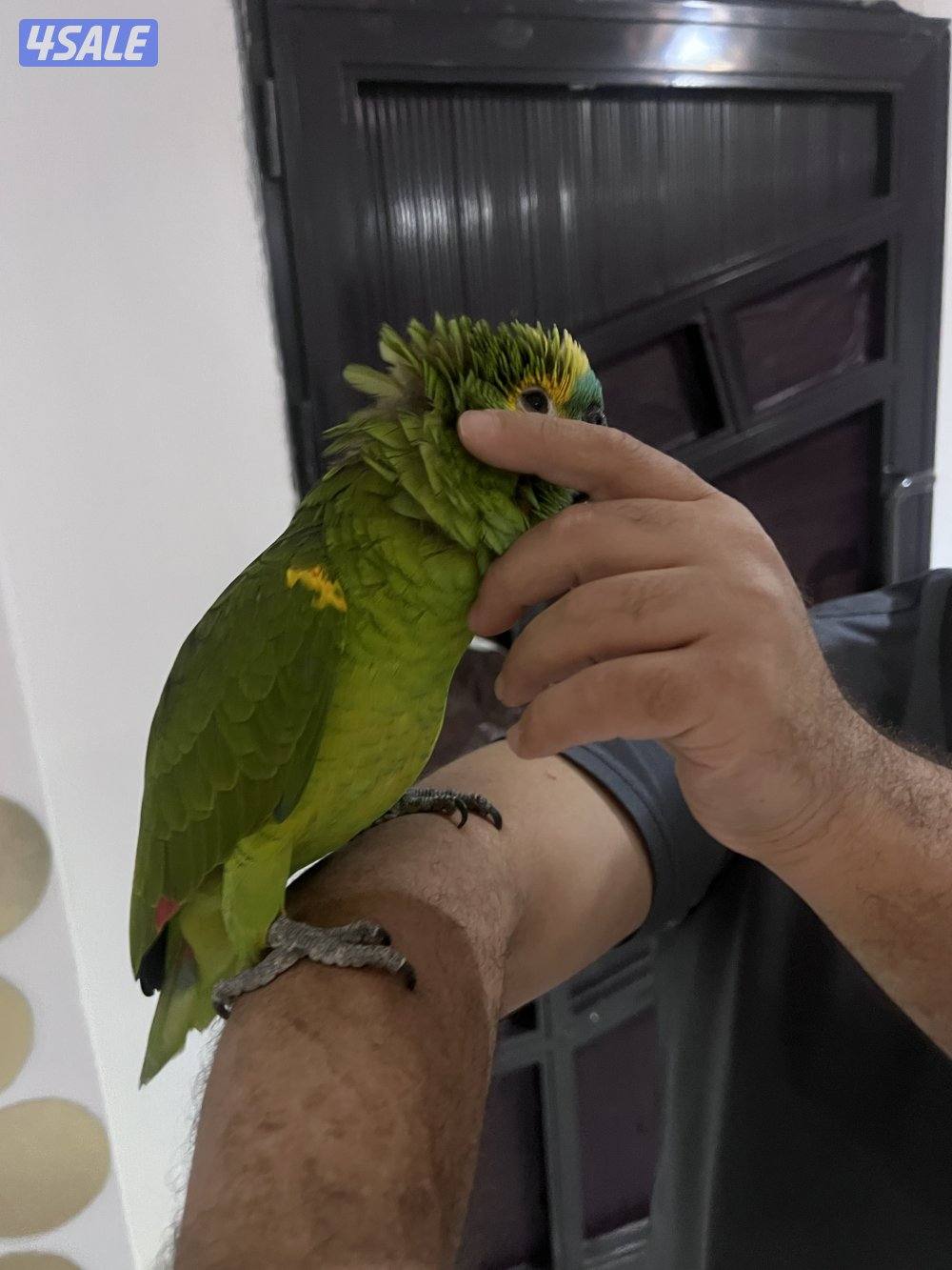 للبيع امازون بلوفنتد حجم جامبو جناح كامل محيل العمر تقريبن سنتين ربوه0